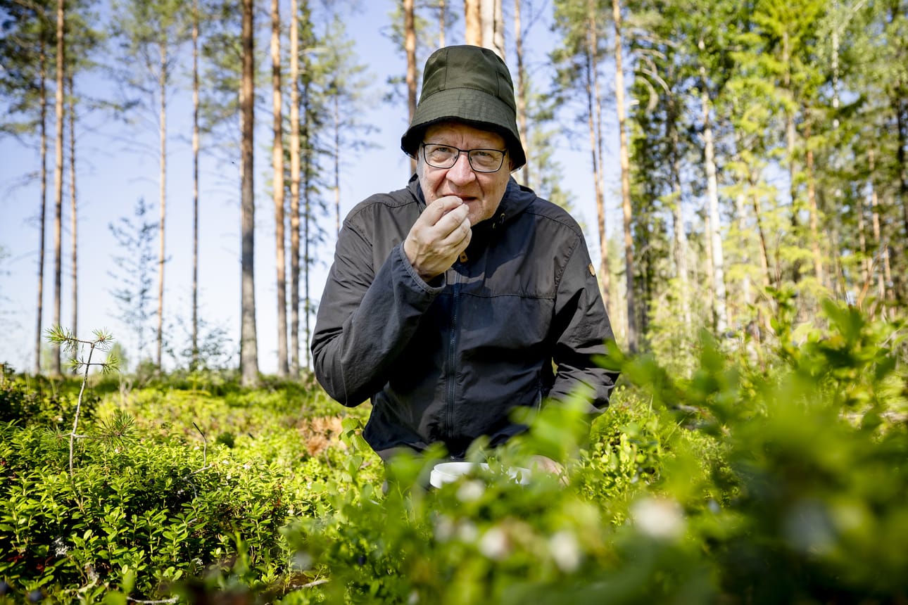 Risto Lauhanen on tänäkin kesänä päässyt jo metsämustikan makuun. Arkistokuva.