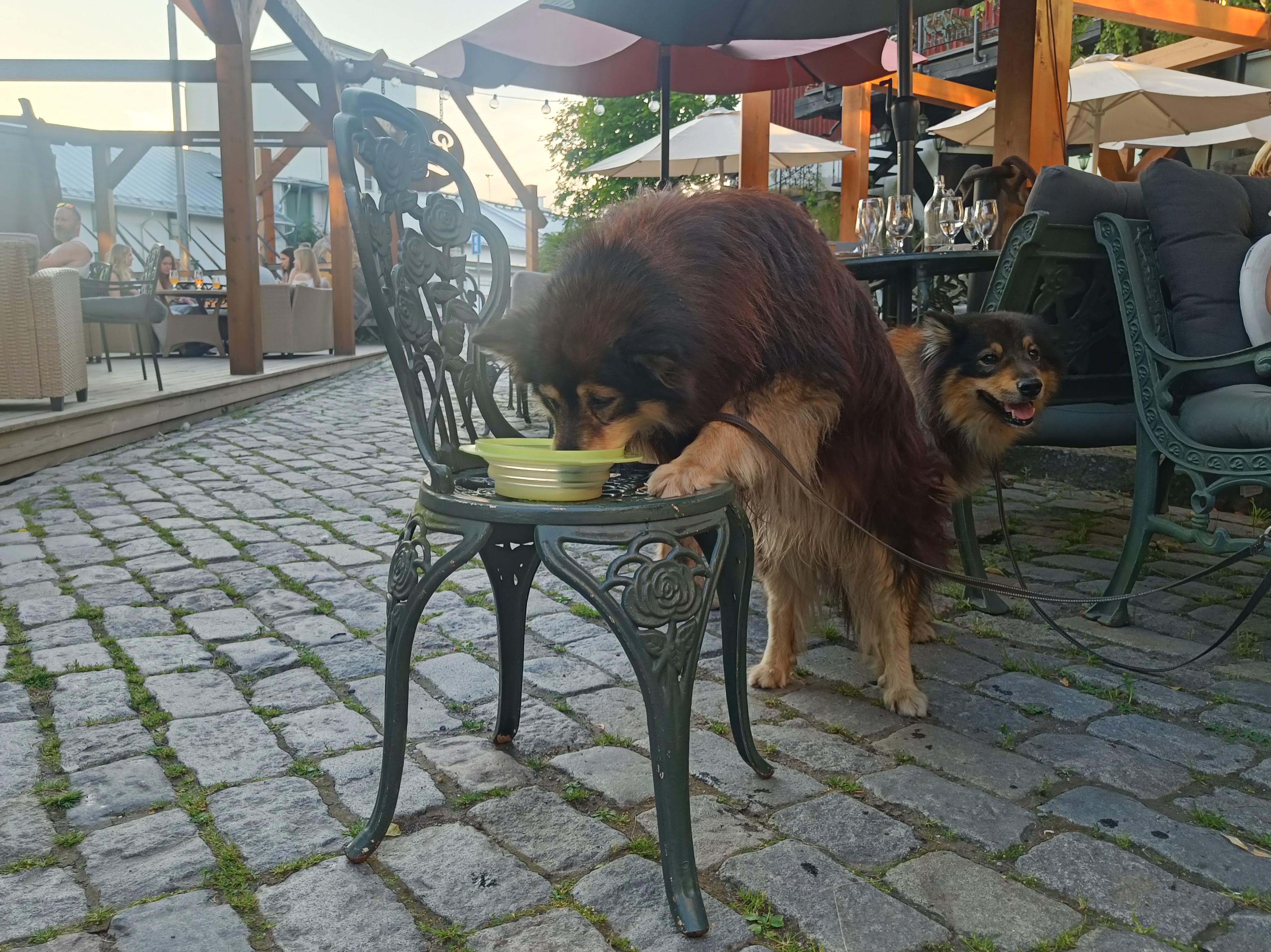 Welmulle koirien olut maistui vain omien tuttujen herkkunappuloiden kanssa.