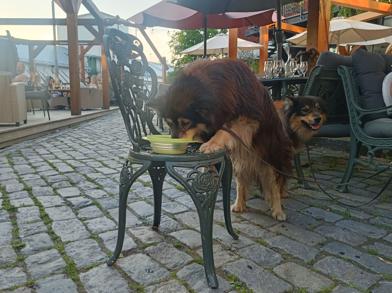 Welmulle koirien olut maistui vain omien tuttujen herkkunappuloiden kanssa.