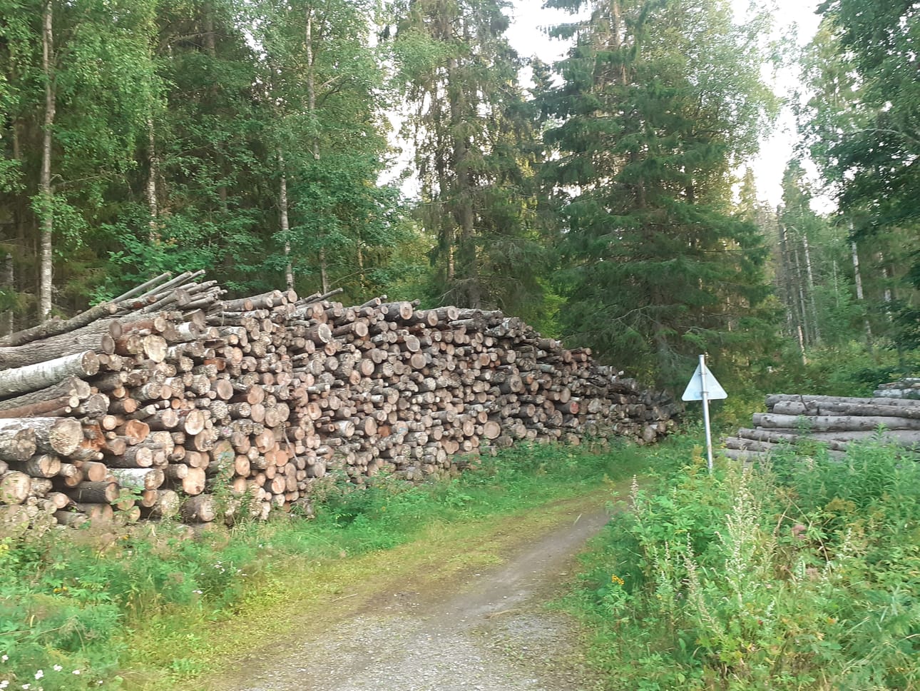 Vaasan Ämmänmäellä on ollut monta kuukautta puupinoja odottamasta poisviemistä. Kuvituskuva