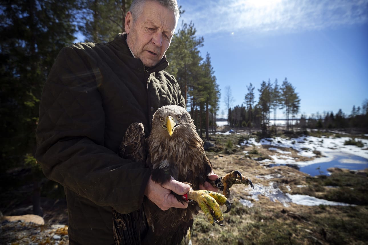 Markku Harju kävi merikotkan kanssa torstaina eläinlääkärissä.