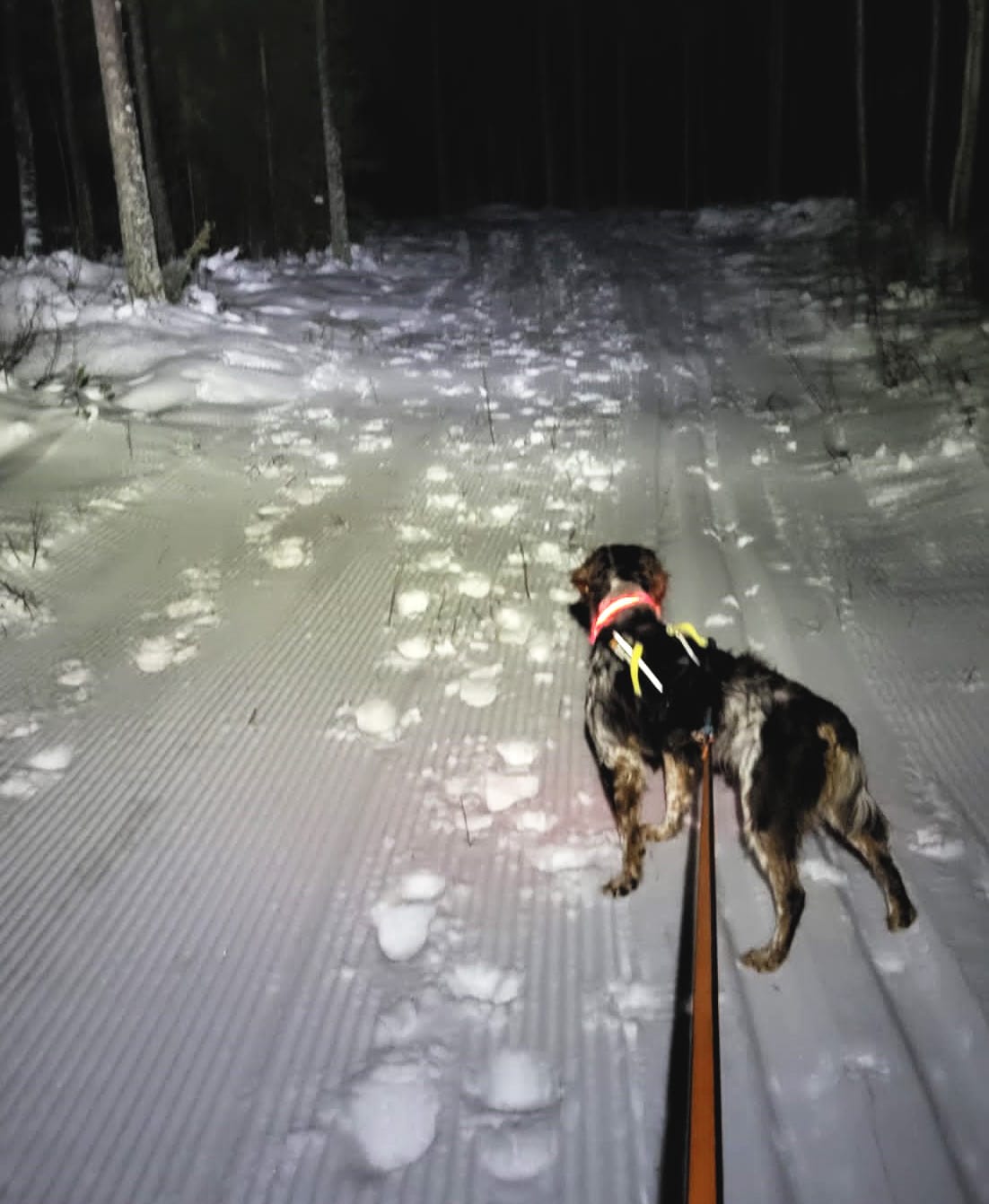 Lukijan lähettämästä kuvasta käy ilmi, kuinka väliinpitämättömästi jalan liikkuneet henkilöt ovat kohdelleet joulukuussa ensimmäisen kerran ajettua koiralatua.