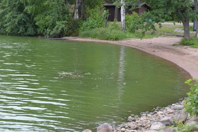 Runsas sinileväesiintymä puuroutuu rannalla paksuksi vihertäväksi massaksi. Arkistokuva. KUVA: ERKKI SAARINEN