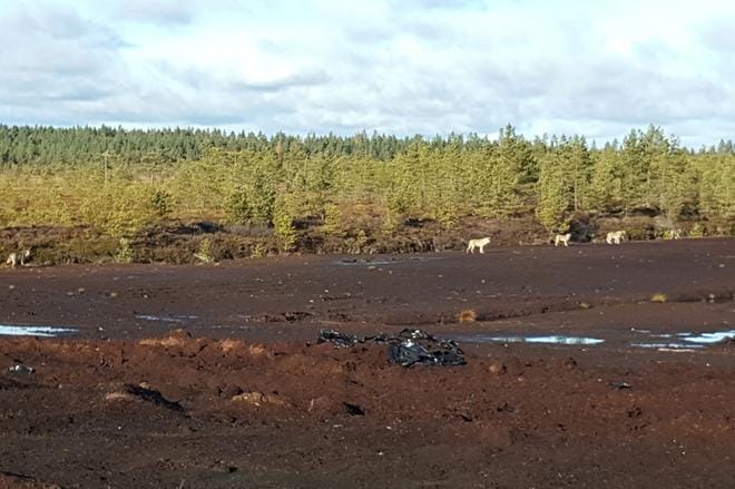 Seitsemän sutta oli rauhallisella päiväkävelyllä Kurikan Takanevalla. Kaivinkoneen äänet ja ihmisen läheisyys eivät näyttäneet niitä häiritsevän. KUVA: PANU PIKKUTUPA