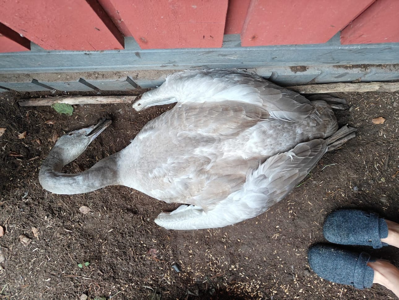 Ensimmäinen Oulussa H5N1-lintuinfluenssavirusta kantanut laulujoutsen löydettiin pienteollisuusalueelta Ruskosta lokakuun lopussa. Lintu haettiin sieltä lintuhoitolaan, missä se kuoli alle vuorokaudessa.