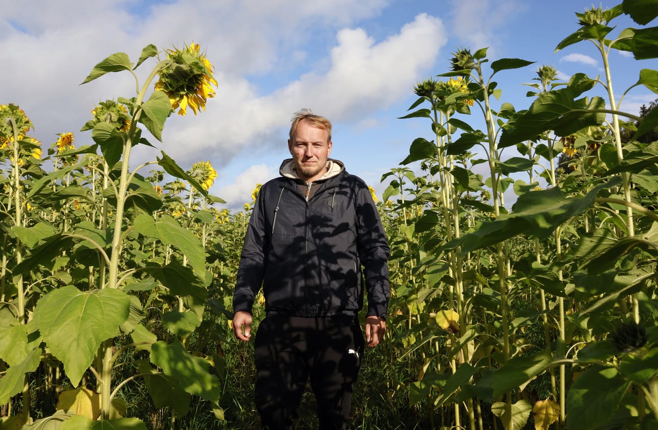 Jukka Perälä toteaa, että voi suositella auringonkukkaa erityisesti pienille ja heikkotuottoisille lohkoille.