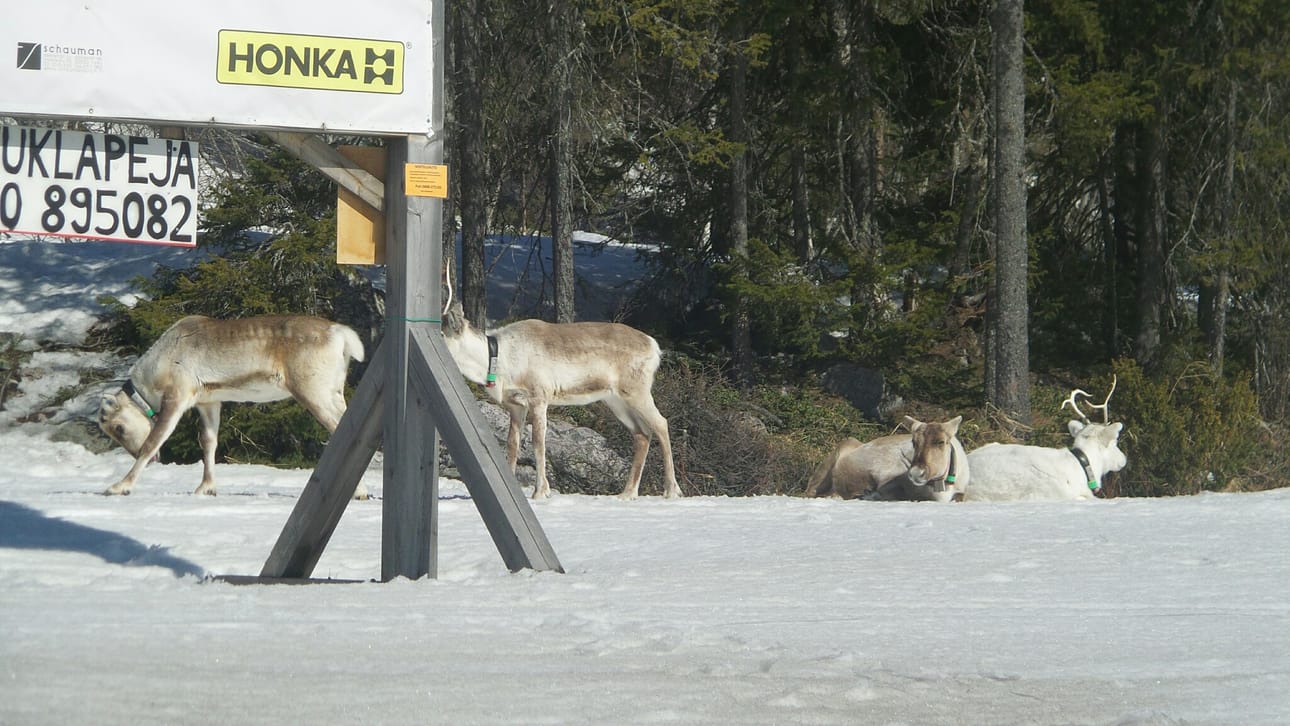 Kevät on myöhässä, mutta porot tulee ajallaan