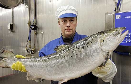 "Tämä on noin 7-8 kilon kirjolohi", Tuppurainen kertoo. Näitä käsittelen päivästä riippuen 500-1 000 kiloa. Lohi on myös joulun kysytyin kala", Vesa Tuppurainen tietää.