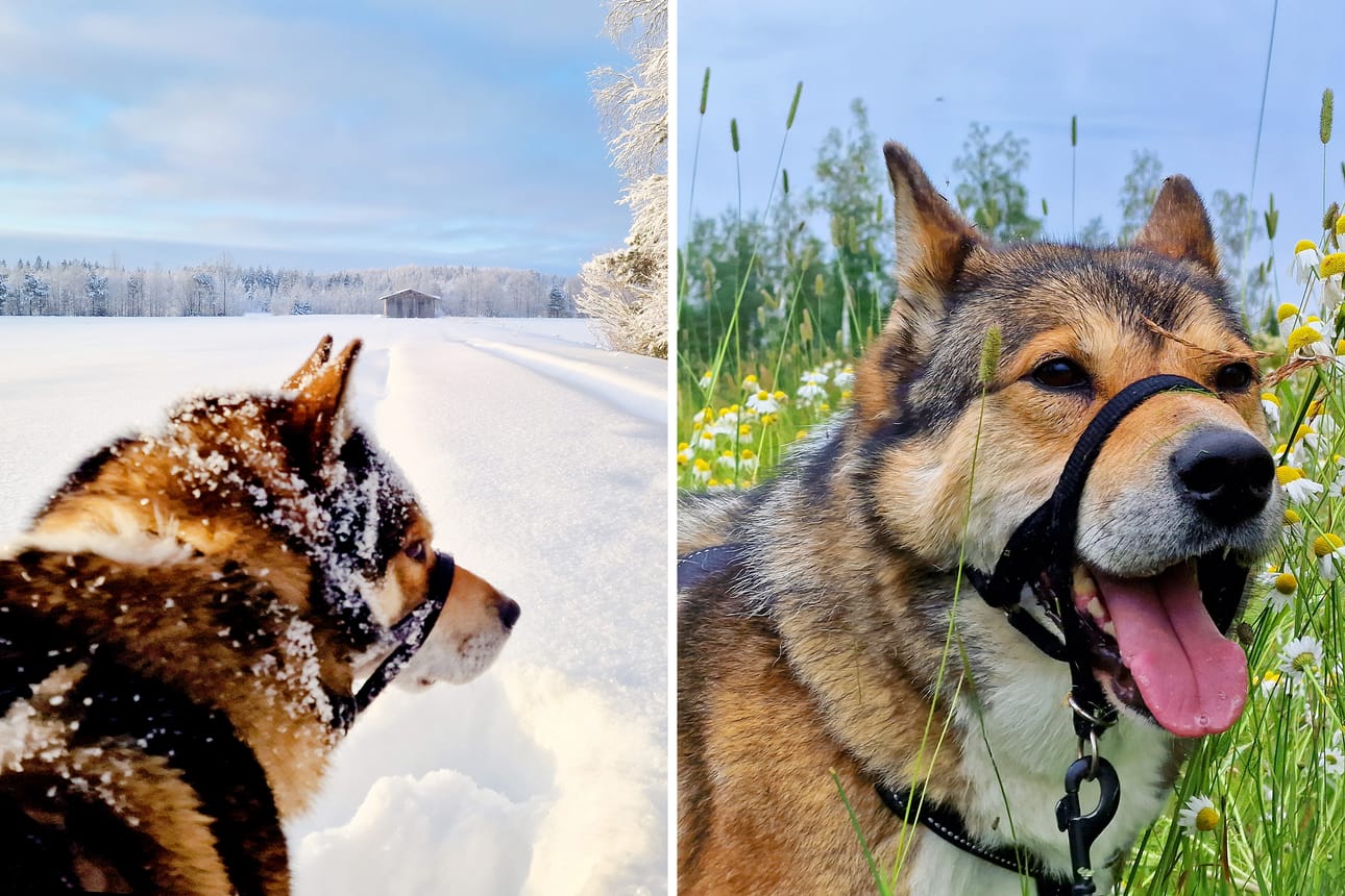 Topi on 9-vuotias ja elelee Soinin Laasalankylällä.