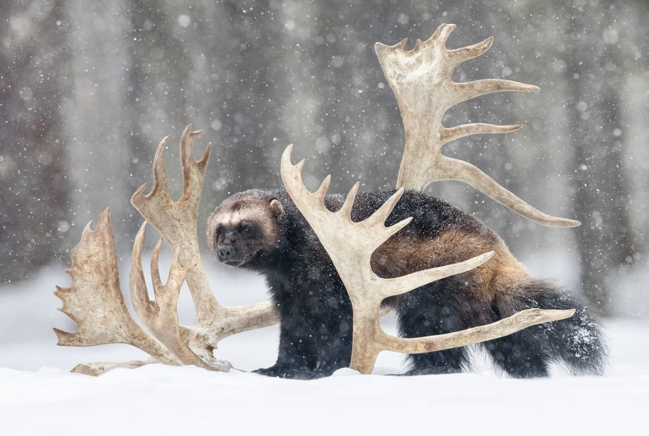 Nisäkkäät: Ville Heikkinen, Kuhmo