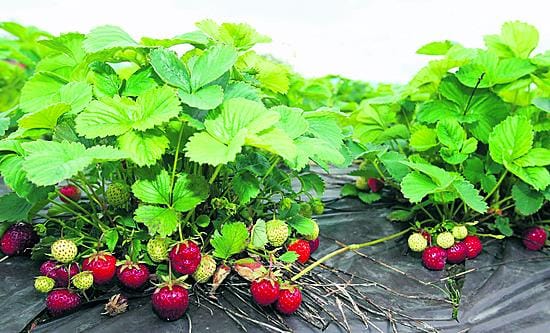 Mansikan katteeksi ei biomuoveista vielä ole, sillä muovien kestävyys riittää vain yhdeksi kasvukaudeksi.
