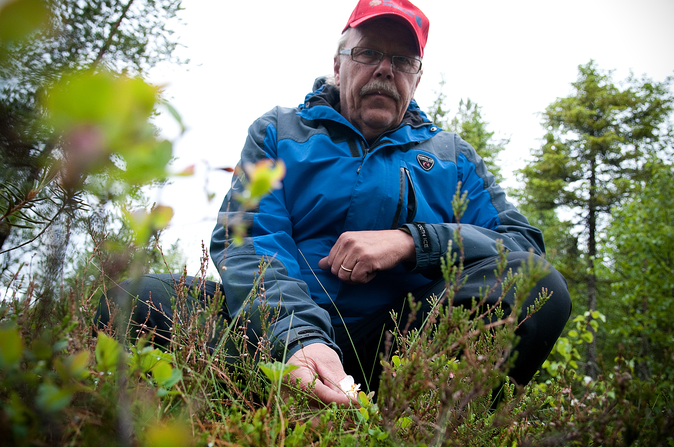 Ei tästä ollenkaan tiedä. Sade on rikkonut ison osan marjanostaja Rauno Veteläisen kotisuon hillankukista, mutta osa on mukavasti nupussa. Lumi suli myöhään, mikä enteili hyvää marjavuotta.