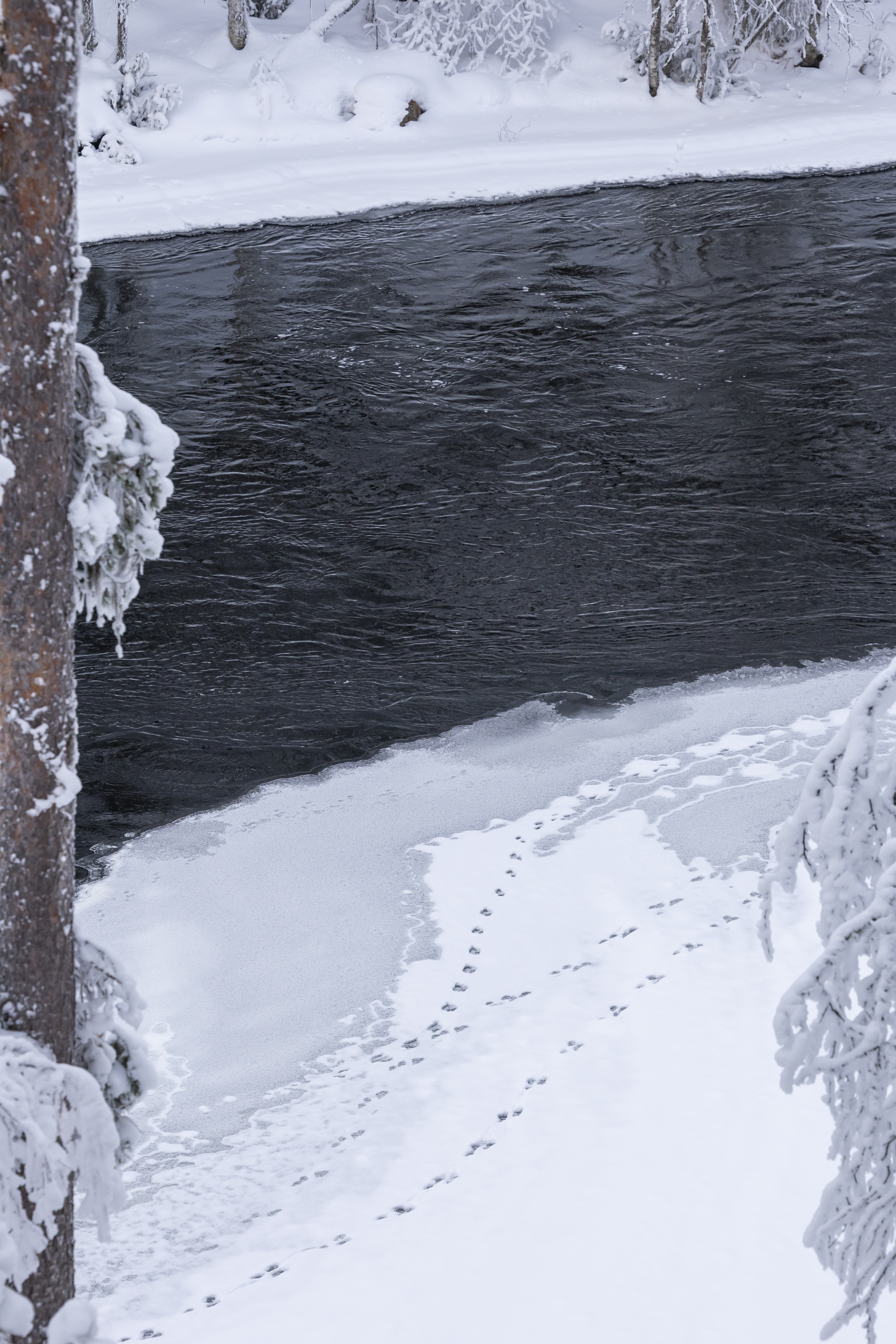 Menikö tästä saukko? Jälkiä Kitkajoen rantajäällä Myllykosken ja Aallokkokosken välillä.