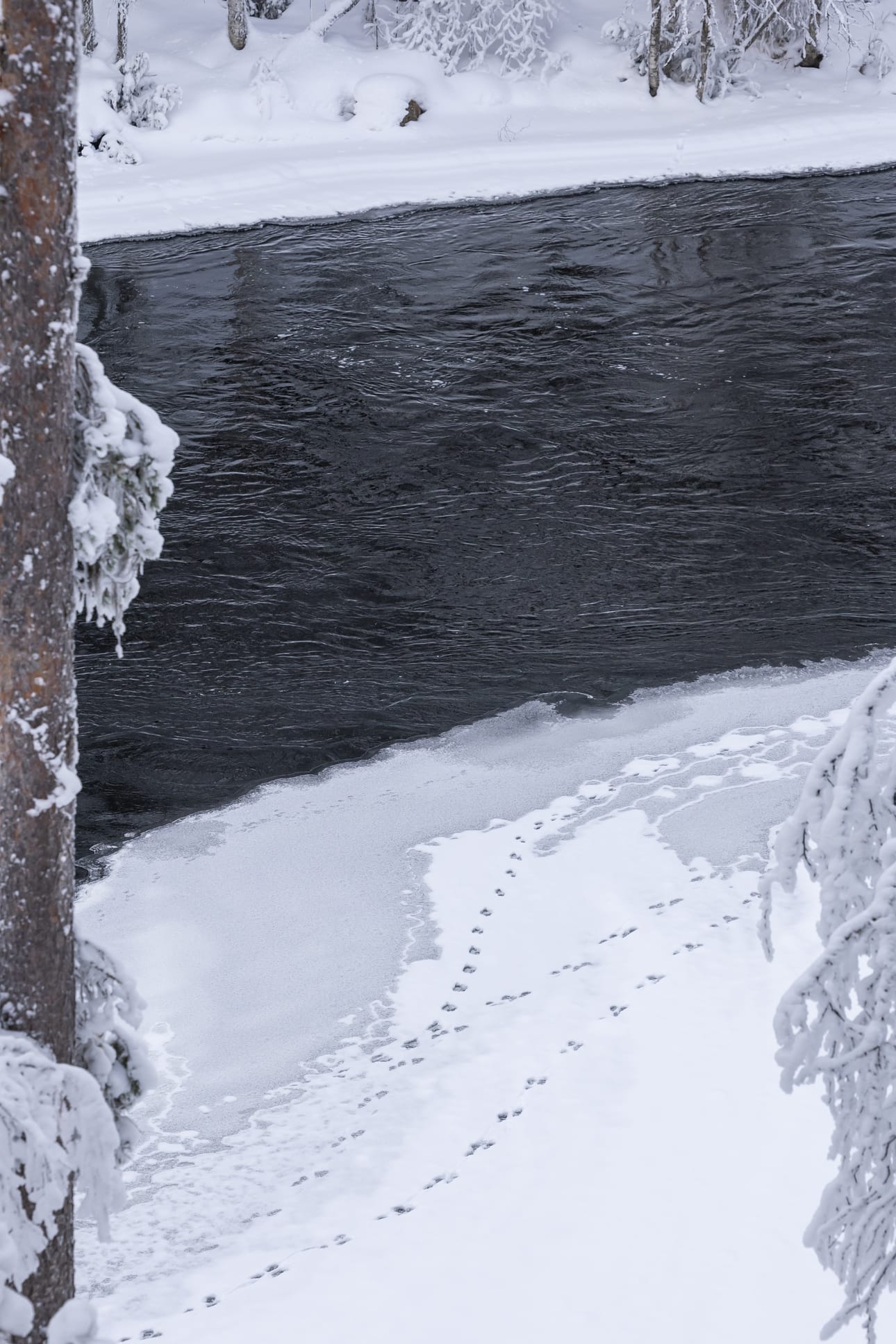 Menikö tästä saukko? Jälkiä Kitkajoen rantajäällä Myllykosken ja Aallokkokosken välillä.