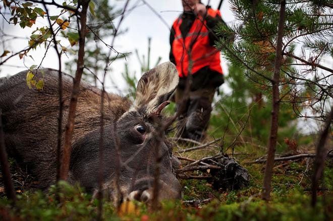 Hirvenmetsästystä voi ensi syksystä alkaen jatkaa aina tammikuun puoliväliin saakka. KUVA: TIMO ANNANPALO