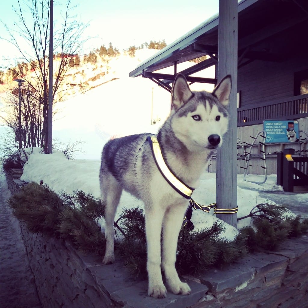 Luka-koira löysi Rukalta kuusen juurelta miehen, joka oli niin kännissä, että tuskin olisi omin avuin päässyt pois hangesta.