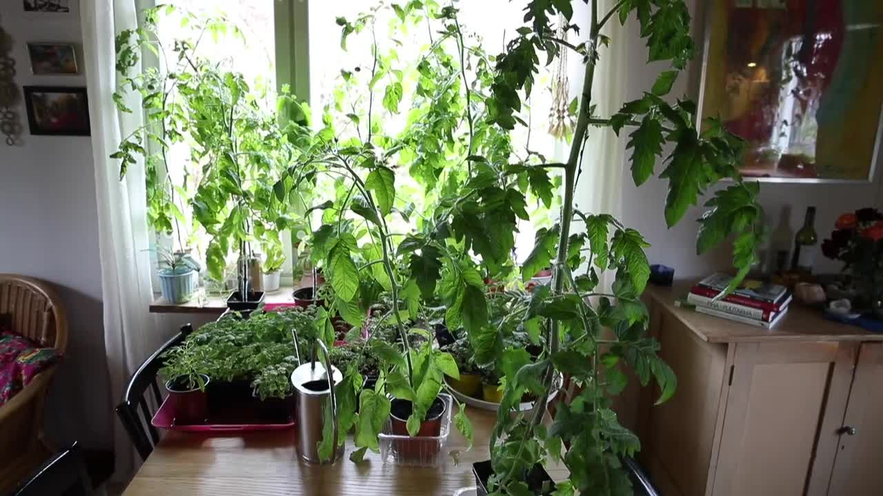 Kotipuutarhuri ennakoi tomaattisatoa juhannuksesta alkaen