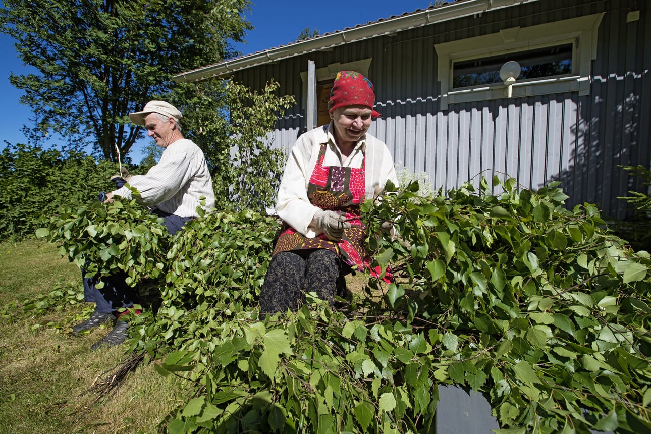 Pyhäjokivarren Peuralassa Pirttikoskella kasvaneiden koivujen lehdet ovat kauniita ja puhtaita, erinomaisia vihta-aineksia.