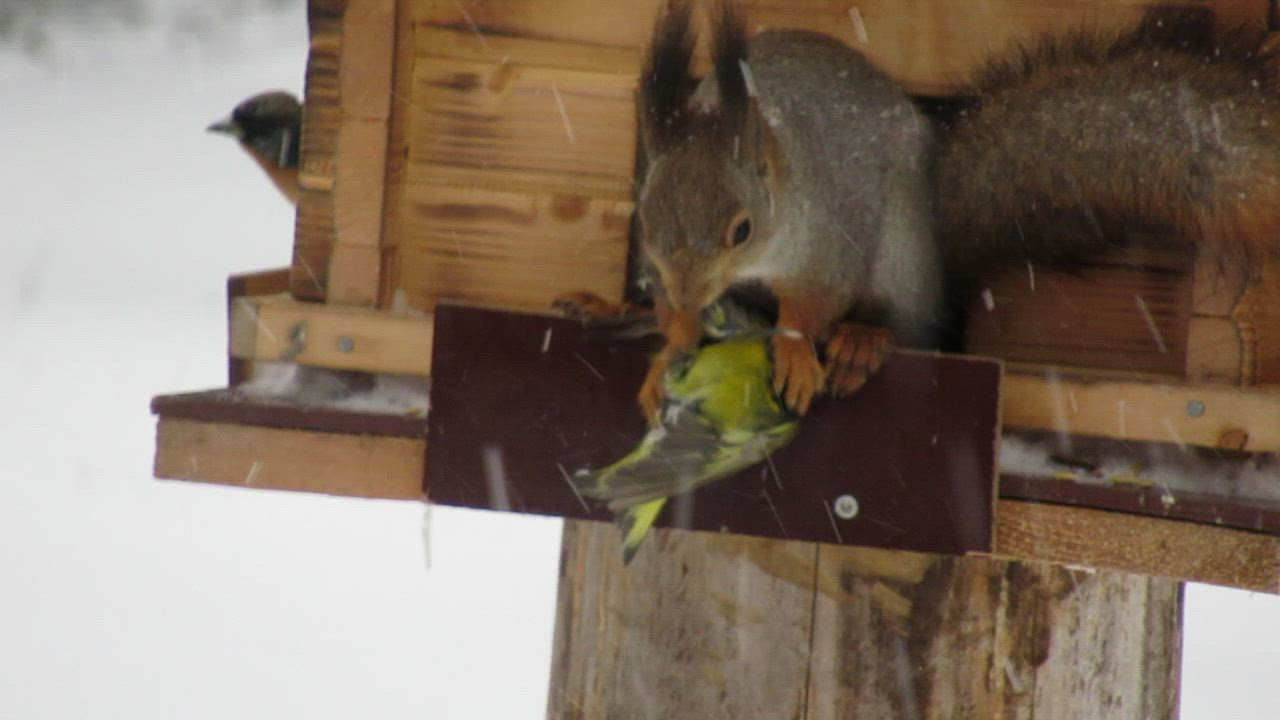 Orava ravistelee vihervarpusta