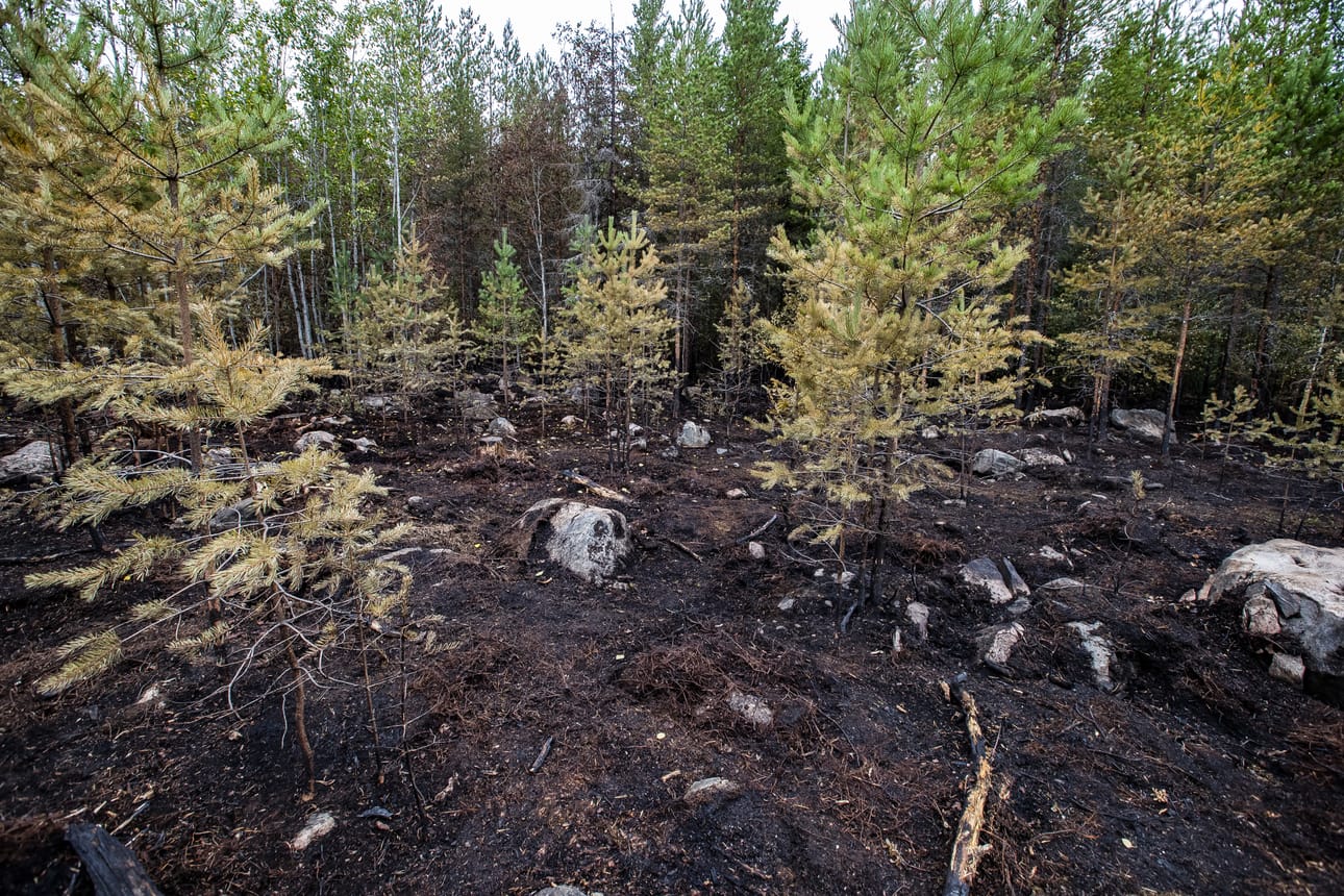 Maastoa paloi kaikkiaan noin viiden hehtaarin alueelta.