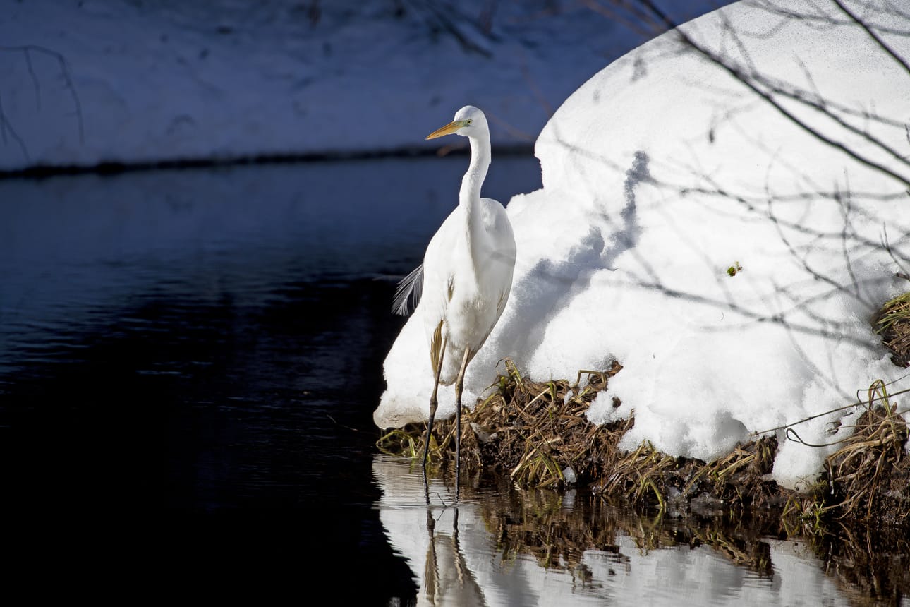 BirdLifen lintutietopalvelu Tiirasta ei Raahen jalohaikaraa löydy. Harvinaisuutta halutaan suojella yleisöryntäykseltä, perusteluissa todetaan.
