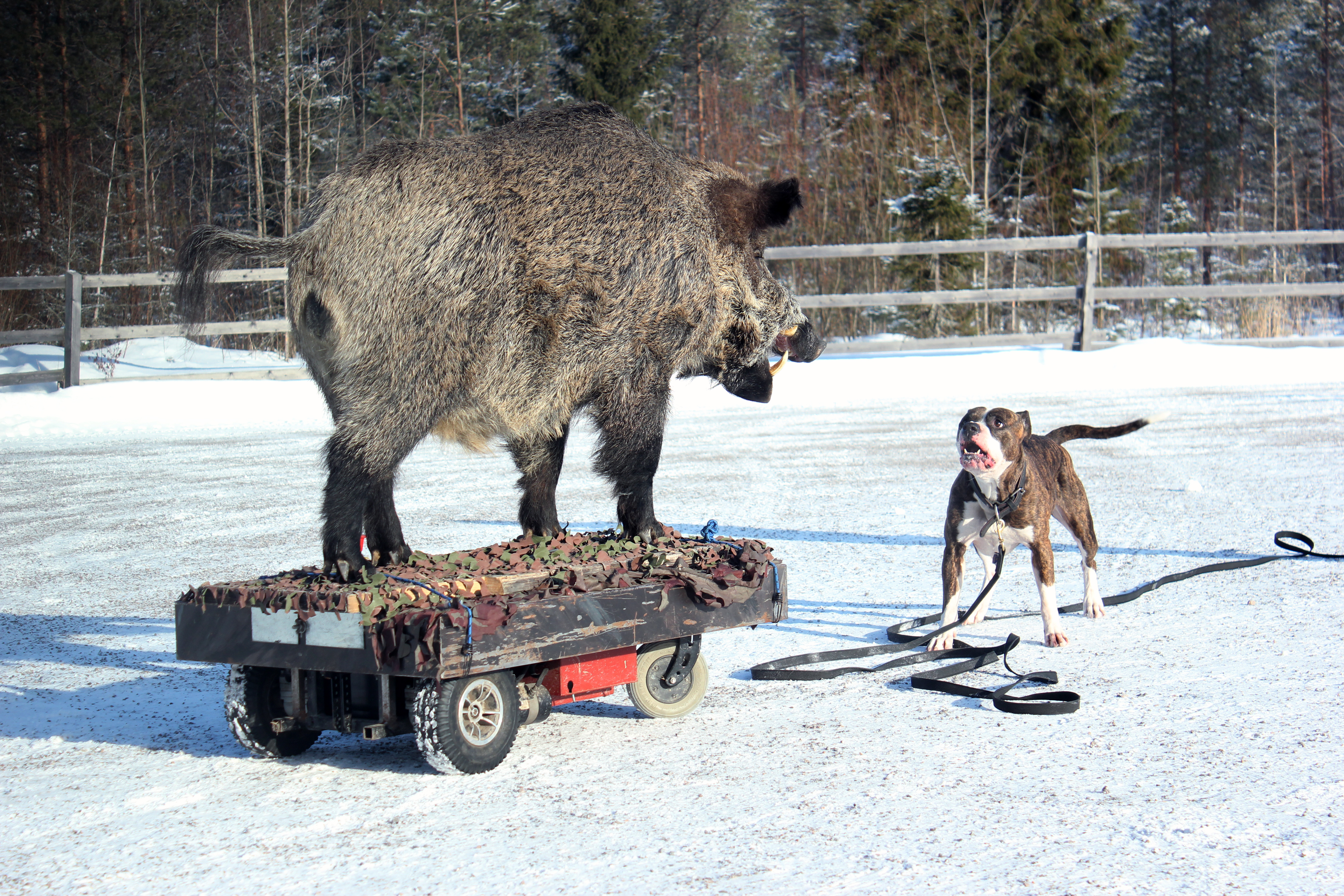 Raisa Alatalon 1,5-vuotias rottweiler Sisu piti kunnioittavan välimatkan karhuun, vaikka rohkaistui koko testin ajan.