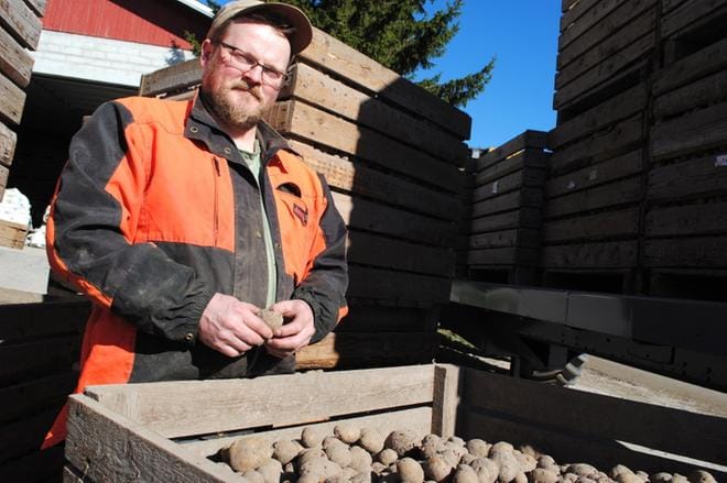 Kuortanelainen Janne Laitila sanoo, että siemenperunoiden istutus on loppusuoralla ja aikataulussa. KUVA: EEVA-LIISA KULJU