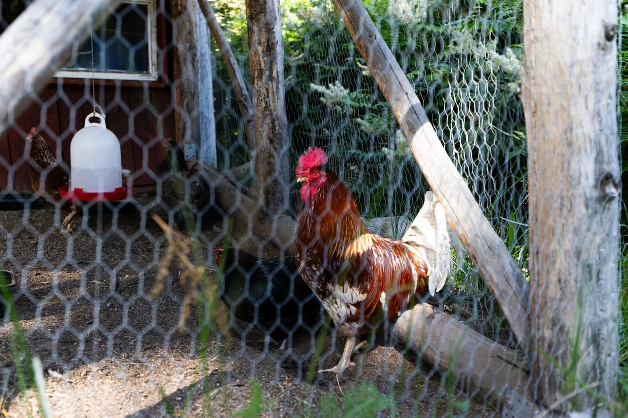 Pelkosen kotoa löytyy myös eläkeläiskanoja, jotka munivat yhä vähän.