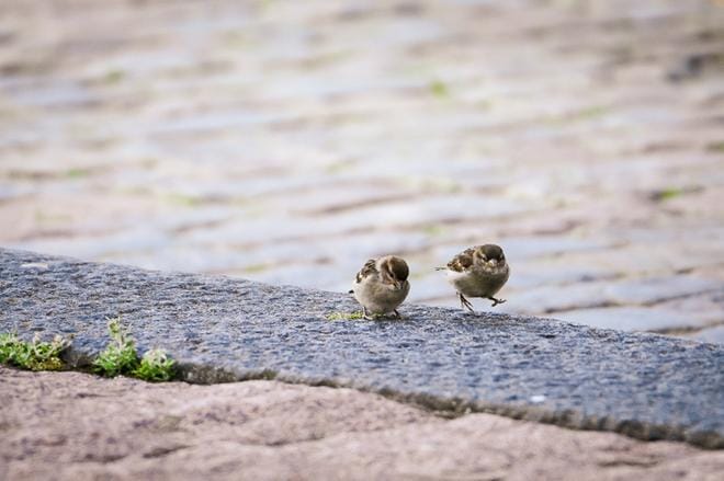Varpuset ovat tottuneet täysin ihmisiin ja ne ruokailevat keskustassa roskisten ja ruokapaikkojen luona. KUVAT: SAMPPA TOIVONEN