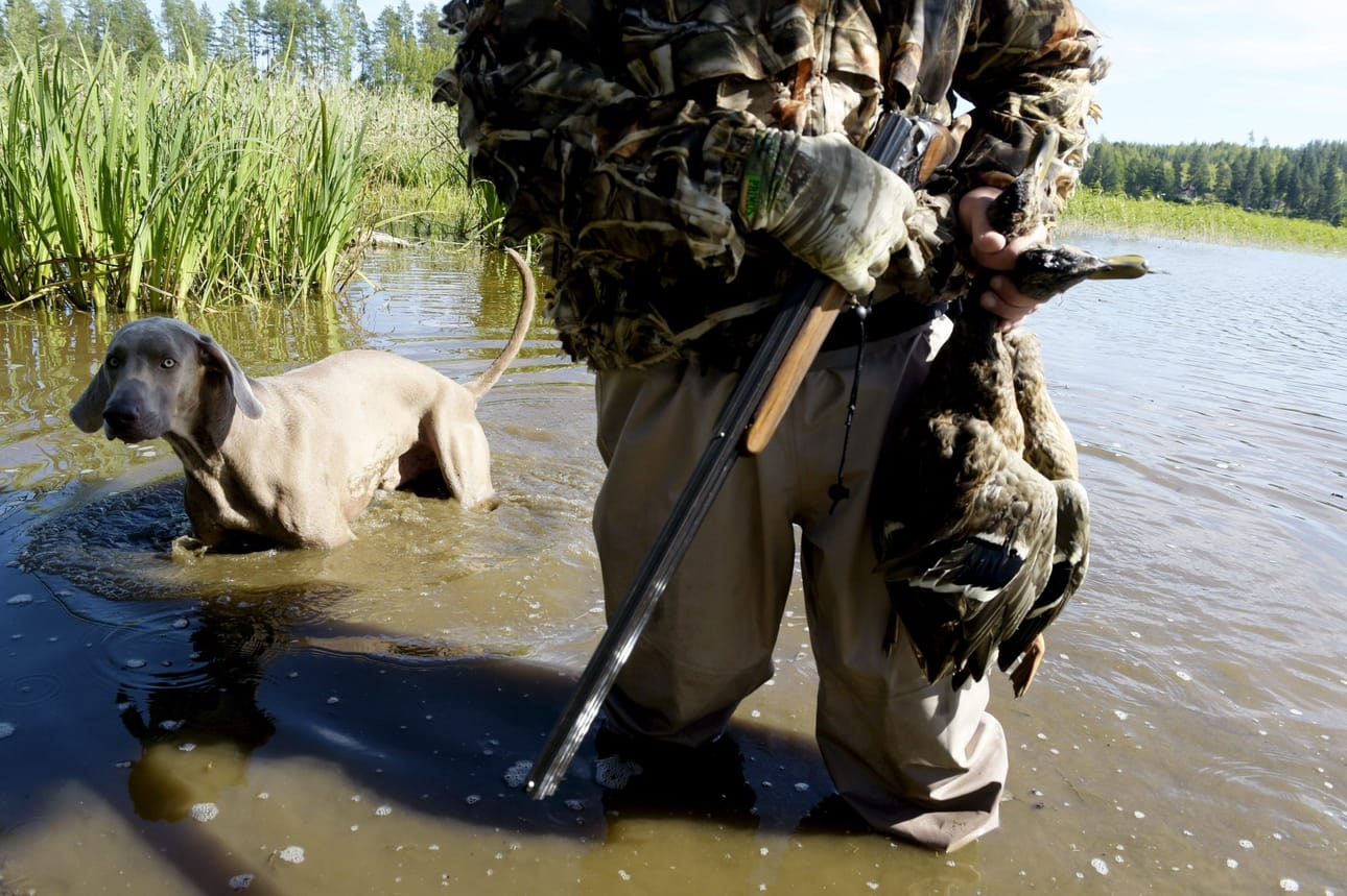 Riistakeskus kertoo, että saalistilastojen perusteella sinisorsa on yksi yleisimmistä saalislajeista. LEHTIKUVA / MARTTI KAINULAINEN
