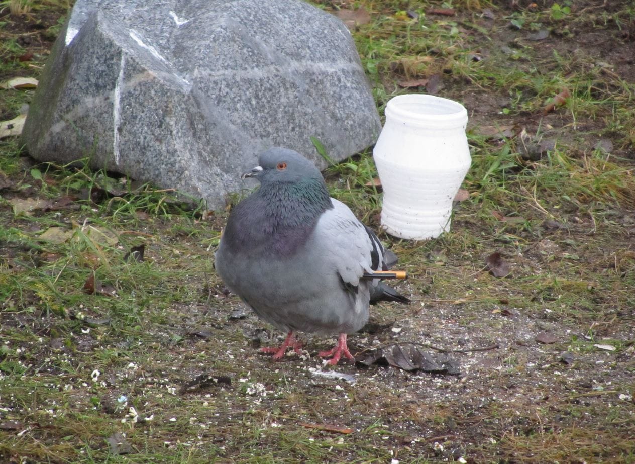 Nuolebn lävistämä pulu jaksaa syödä ja lentää.