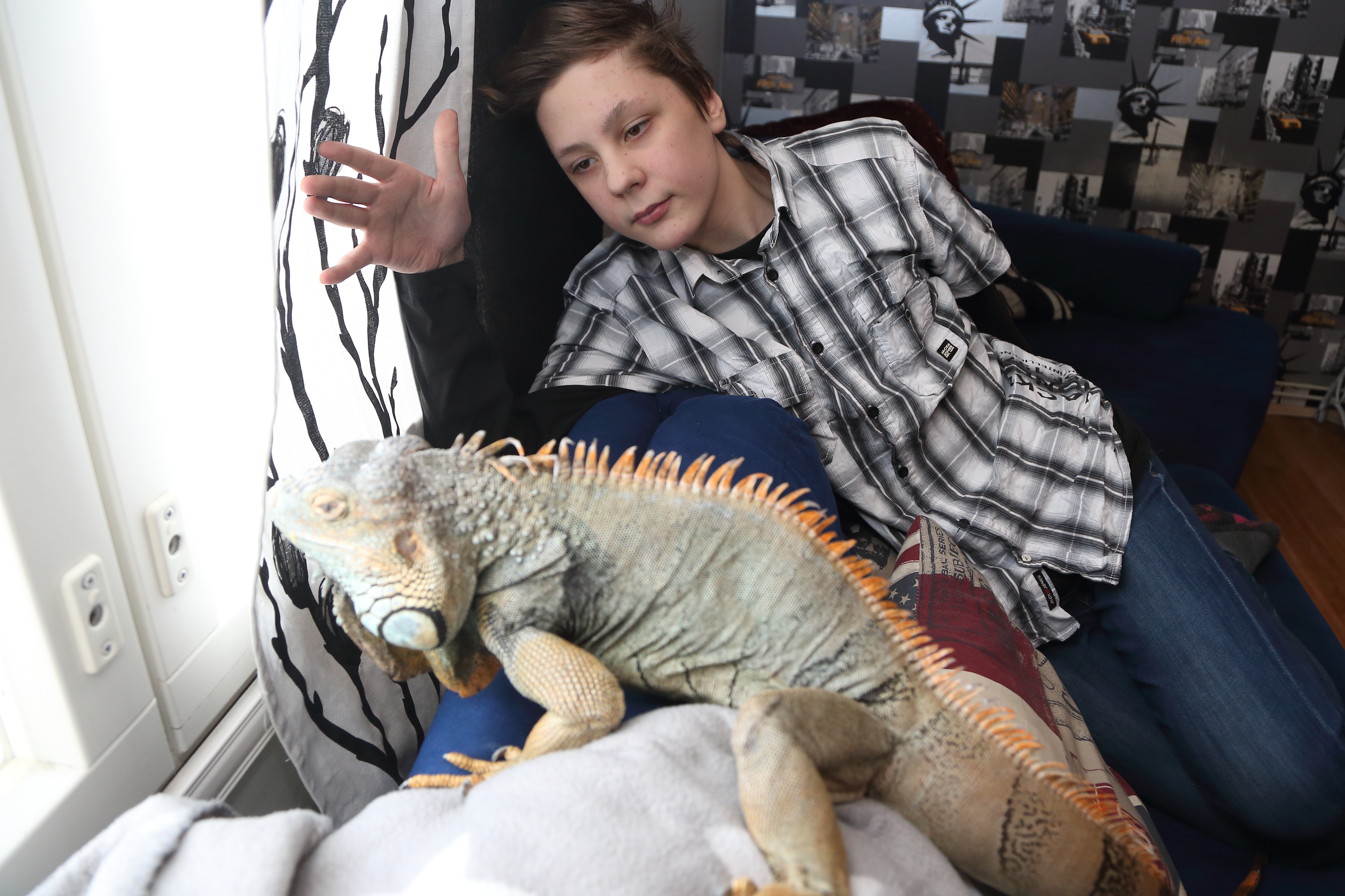 Atte Hoolin perheellä on erikoinen lemmikki. 13-vuotias iguaani Lepa ihmettelee lunta ja odottaa vihreää nurmea.