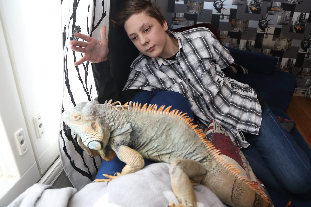 Atte Hoolin perheellä on erikoinen lemmikki. 13-vuotias iguaani Lepa ihmettelee lunta ja odottaa vihreää nurmea.