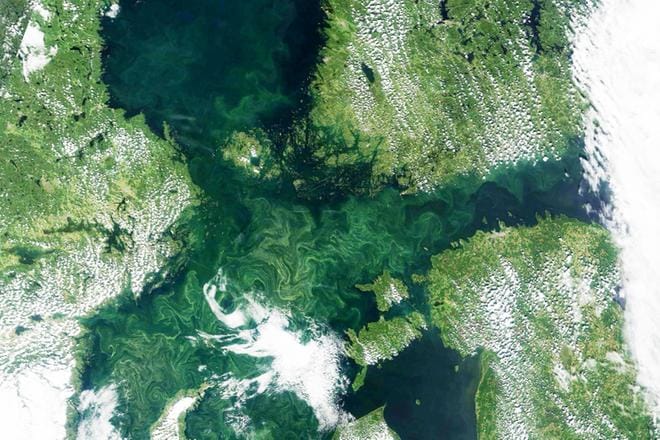 Keskiviikkona otettu satelliittikuva Itämerestä. Kuvaa on vaalennettu, jotta levämassa erottuu paremmin. KUVA: NASA Wordldwide snapshots