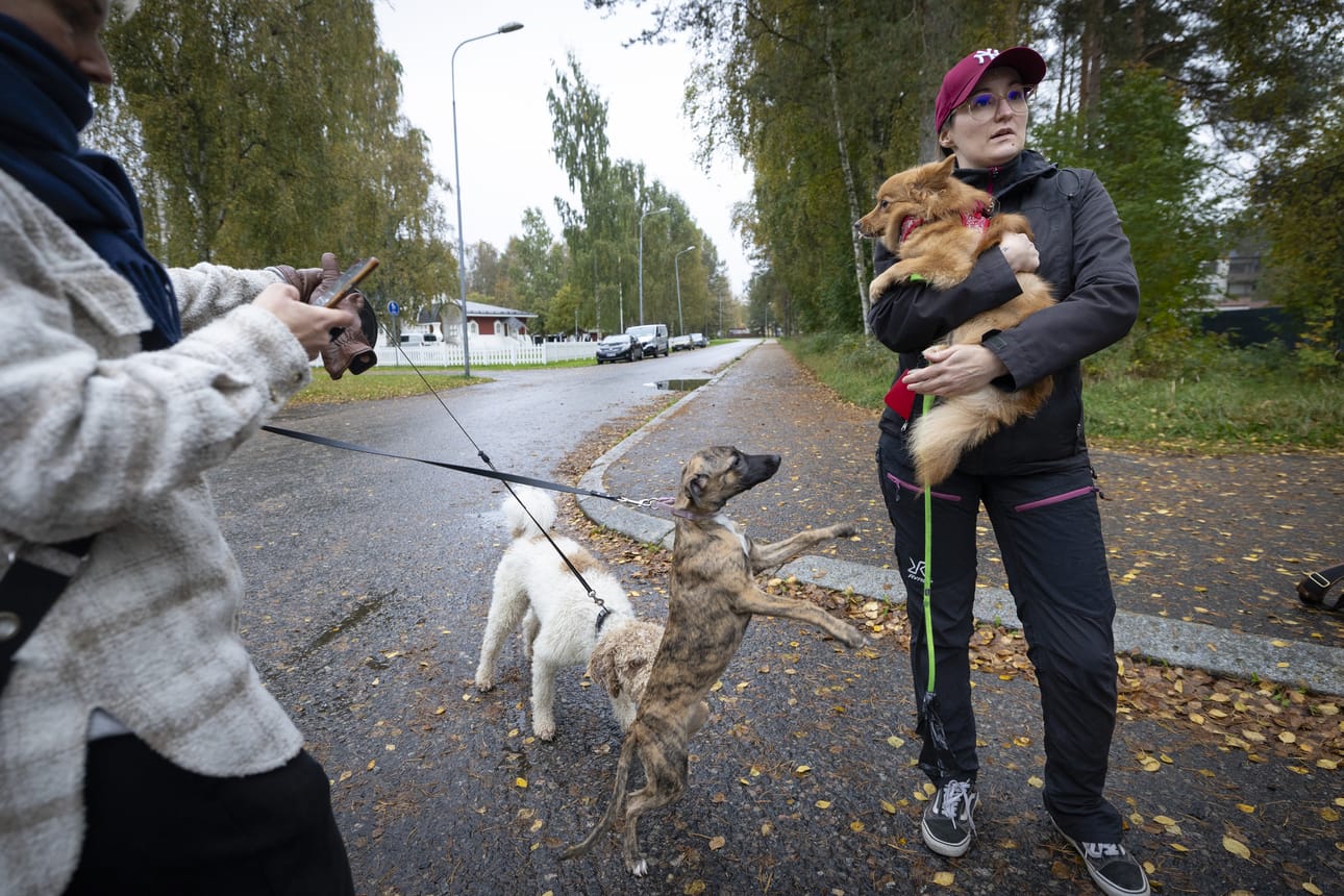 Koskelan asukkaat kertovat alueella sattuneista koiriin liittyneistä vaaratilanteista. Oikealla Henna mittelspitzinsä Edenin kanssa ja vasemmalla Satu Niemelä espanjanvesikoira Faxin kanssa. Kuvassa keskellä Jenny Jaakkolan whippet Tinga.