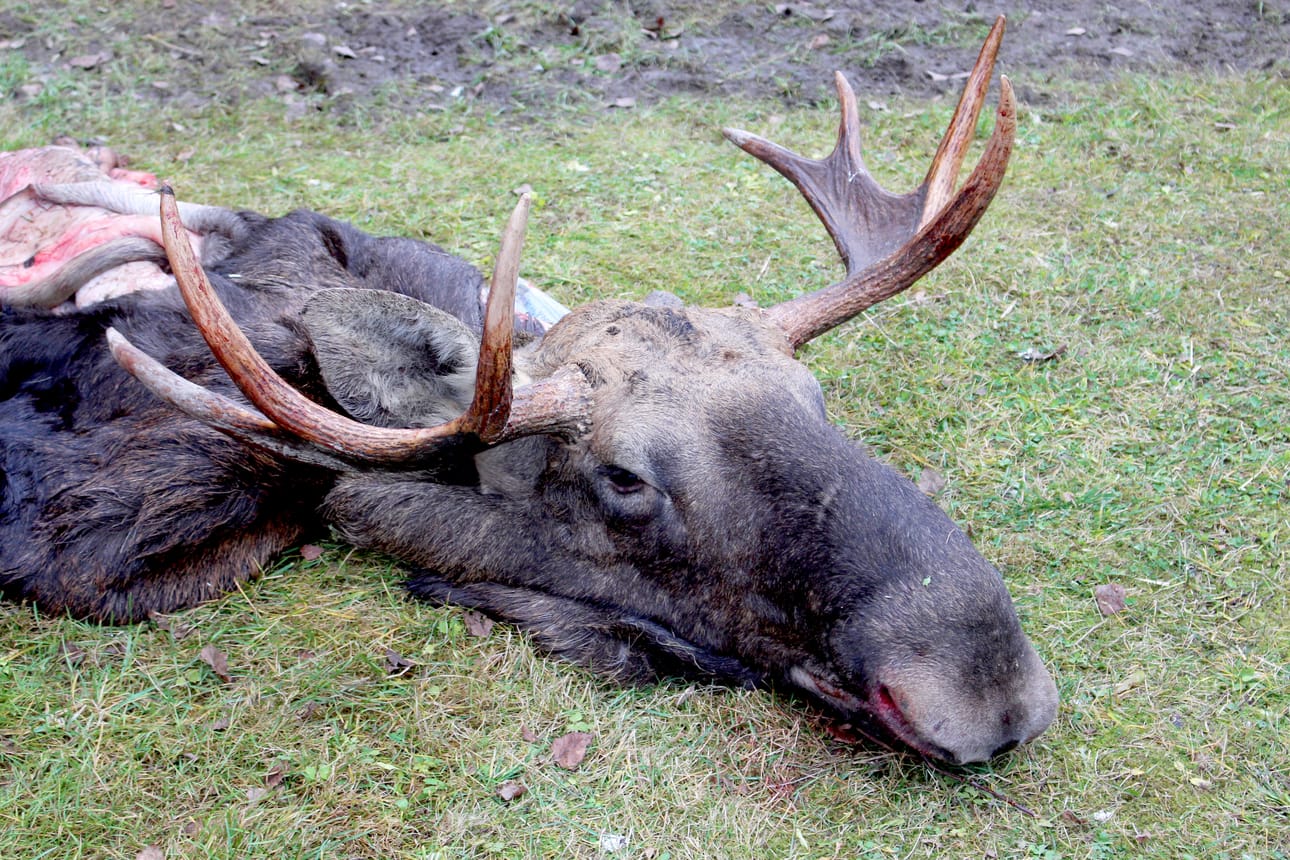 Luvallisesti kaadetetun hirven pää. Oikeat metsästäjät jaksava odottaa hirven jahtikauden alkamista. Pyynti alkaa 14. lokakuuta. Arkistokuva Sari Junnonaho