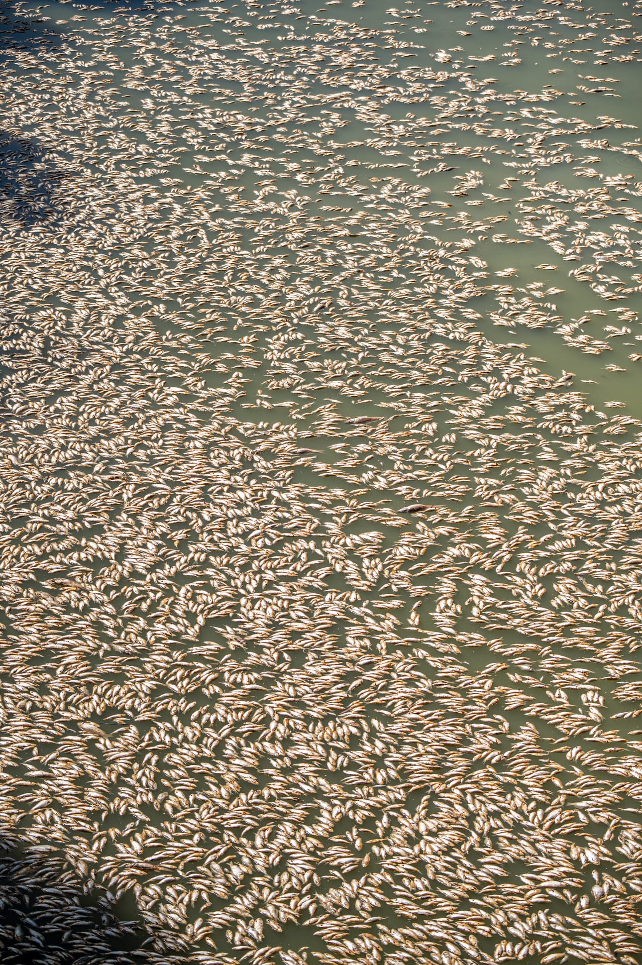 Tuhannet kalat kuolivat kuumaksi lämmenneeseen jokiveteen Australiassa viime viikolla.