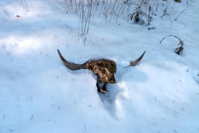 Kauhavalla sijaitsevalta pysäköintialueelta löytyi naudan pääkallo. Kuva: Ely-keskus