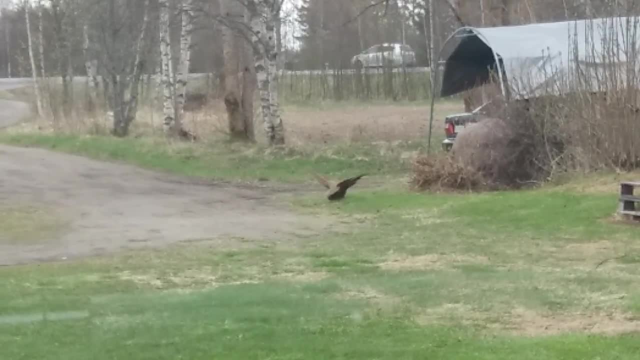 Fasaanit ärhentelevät
