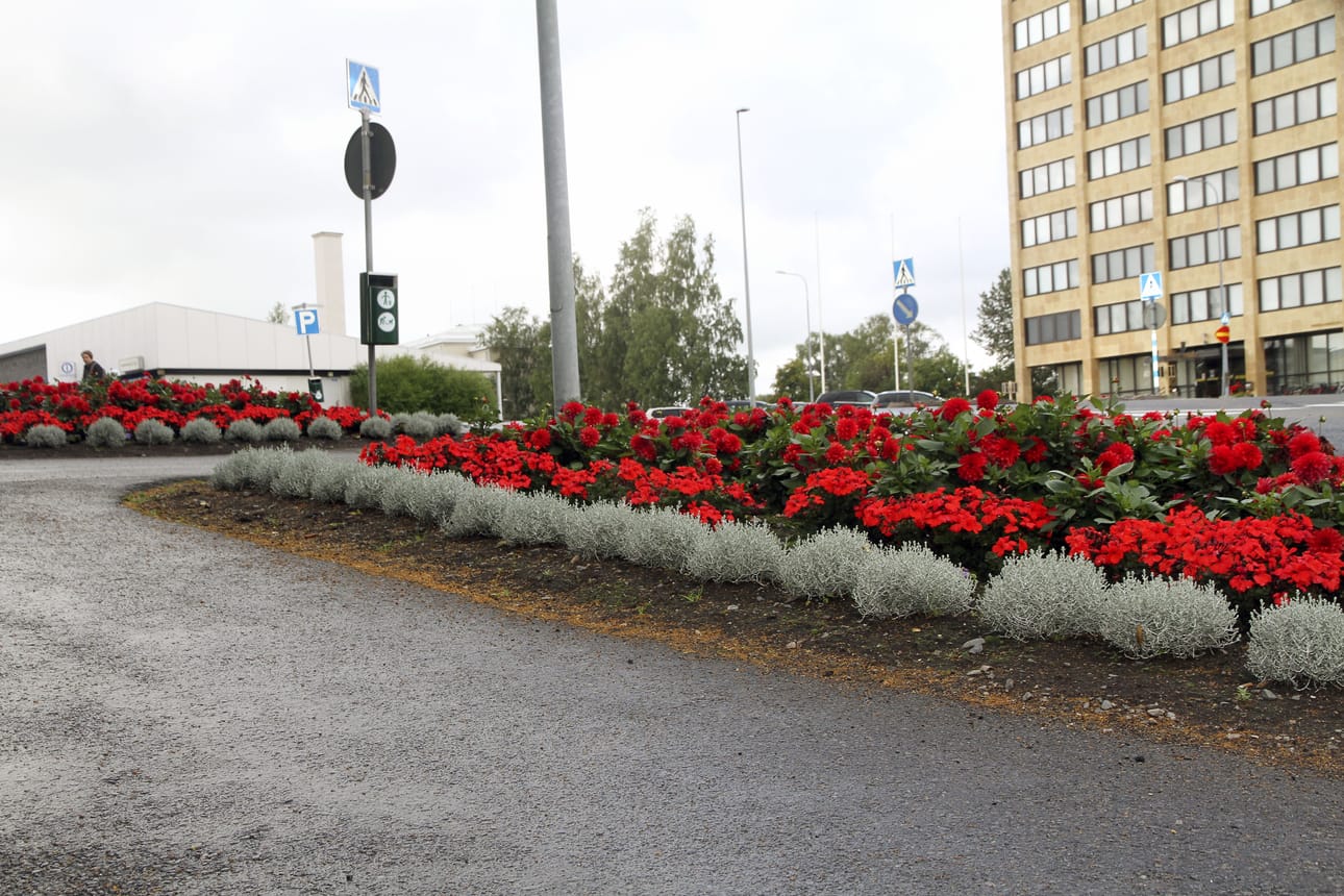 Torikadulla kaupungintalon edustalla kukkivat dahliat, hopealangat, ruukkuneilikat ja pelargoniat.