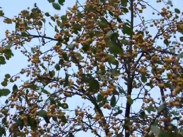 Tuulen huminaa puissa