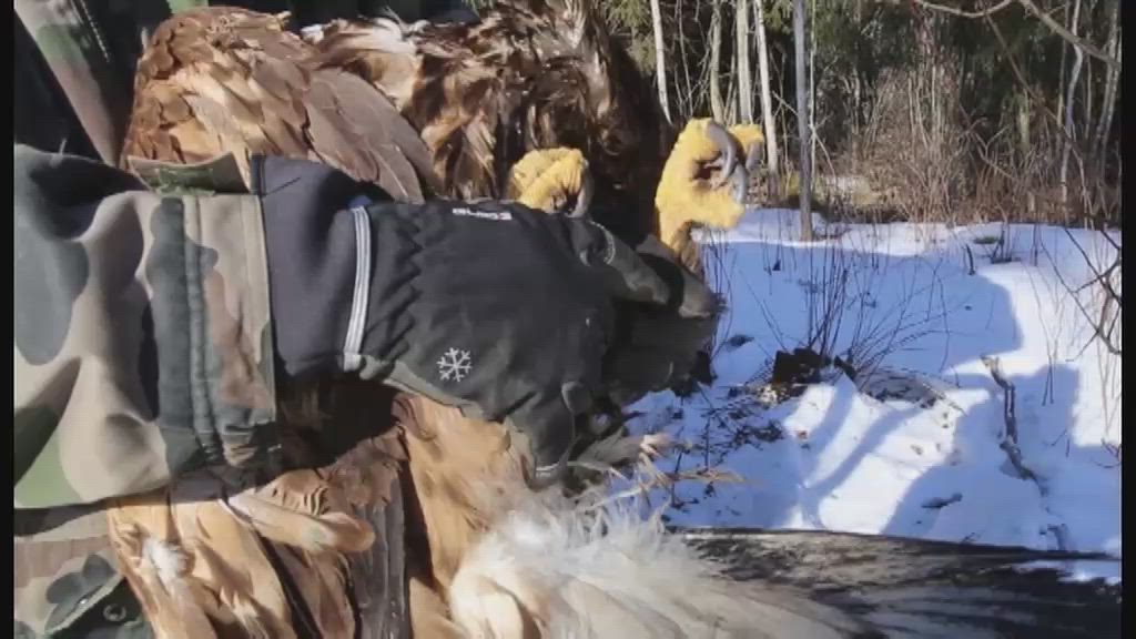 Loukkaantunut merikotka jumppaa jalkojaan kuin fysioterapeutilla