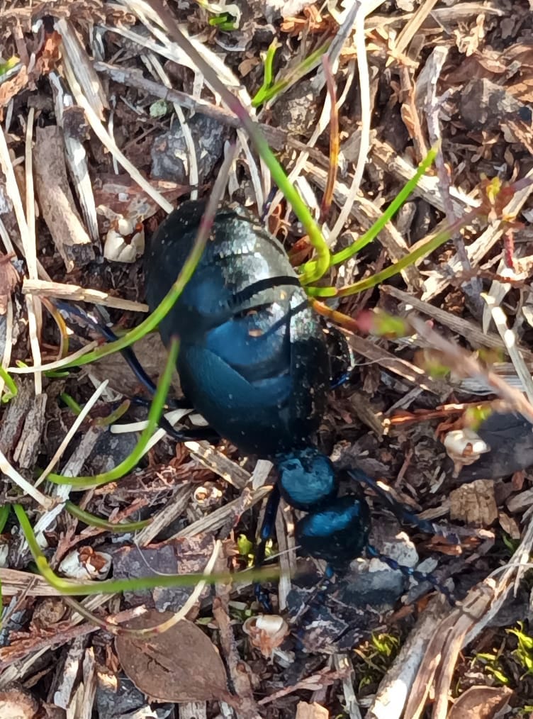 Mikä onkaan tämä valtava koppis, kyseltiin Luontoillan asiantuntijoilta. Ratkaisu löytyi oitis.