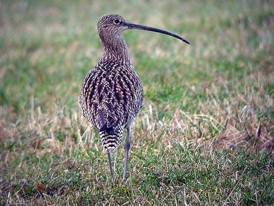 Hyväkuntoinen kuovi säikähti pelastuspartiota pahanpäiväisesti. Kuvan kuovi ei liity tapaukseen. Arkistokuva.