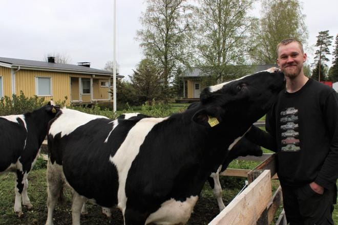Eero Kortesniemi toivoo, ettei Sierra-hiehon ja muiden tilan lehmien rehun joukkoon pääse mitään sinne kuulumatonta. KUVA: LOTTA KALLIO