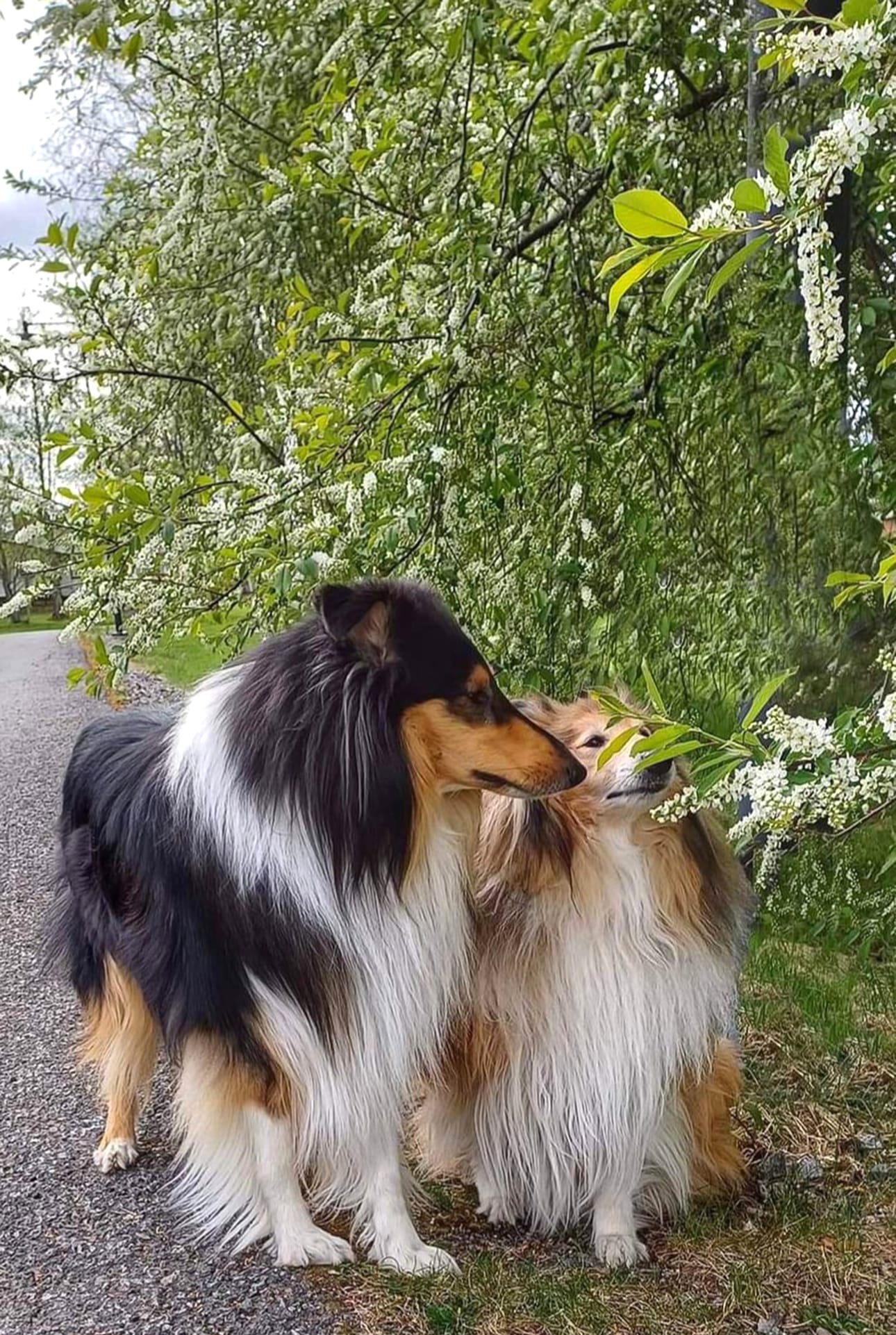 Ruska ja Joiku tuoksuttelevat kesää.