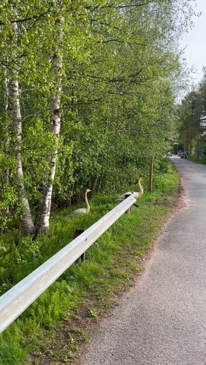 Oulussa Kuivasjärven rannalla joutsenperhe iltakävelyllä :)