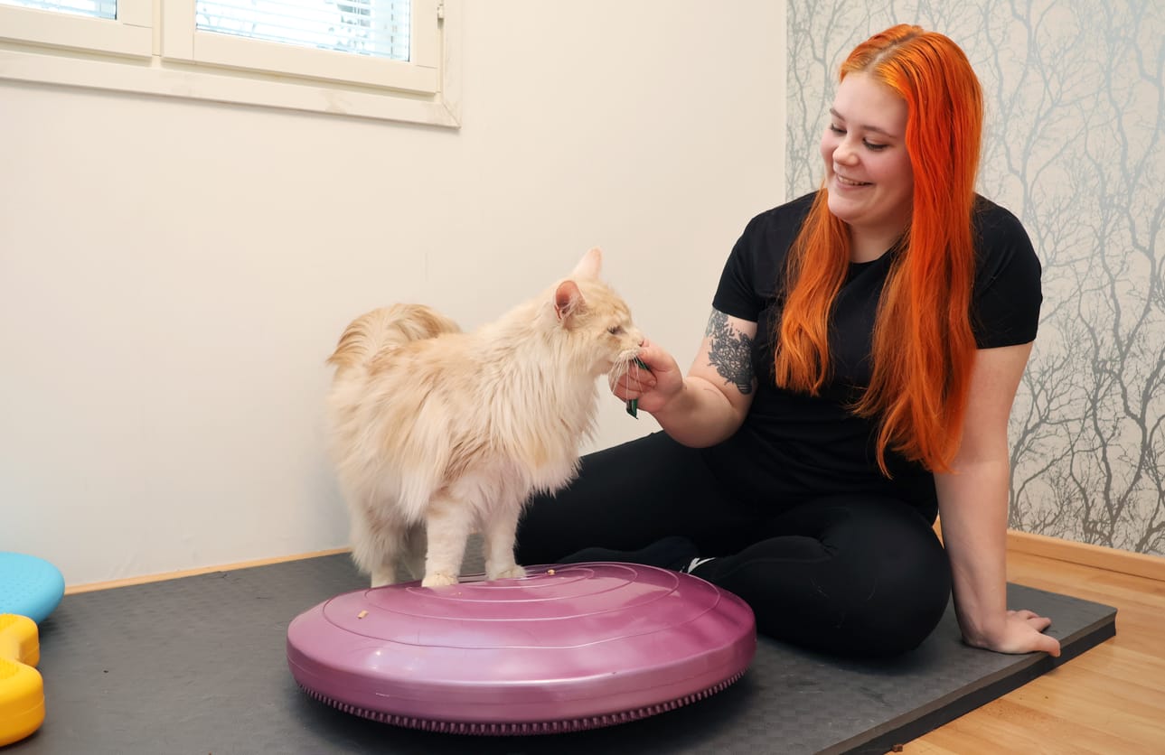 Elli Linjamäki houkutteli Maine Coon -rotuisen Elvis-kissan tasapainotyynylle herkkupalalla.