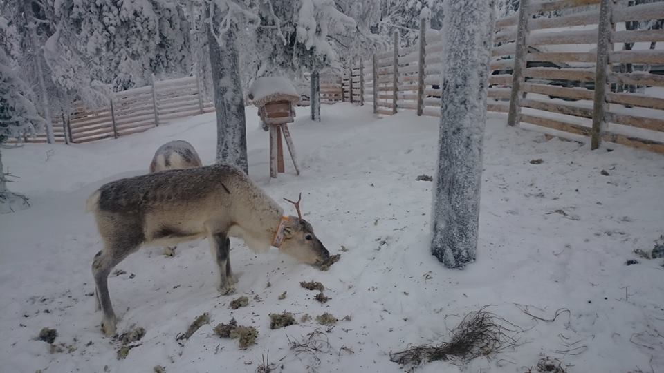 Porotarhassa asustaa tänäkin talvena Lastenmaan nimikkoporot Roosa ja Ruudolf sekä Roosan toistaiseksi nimetön vasa.