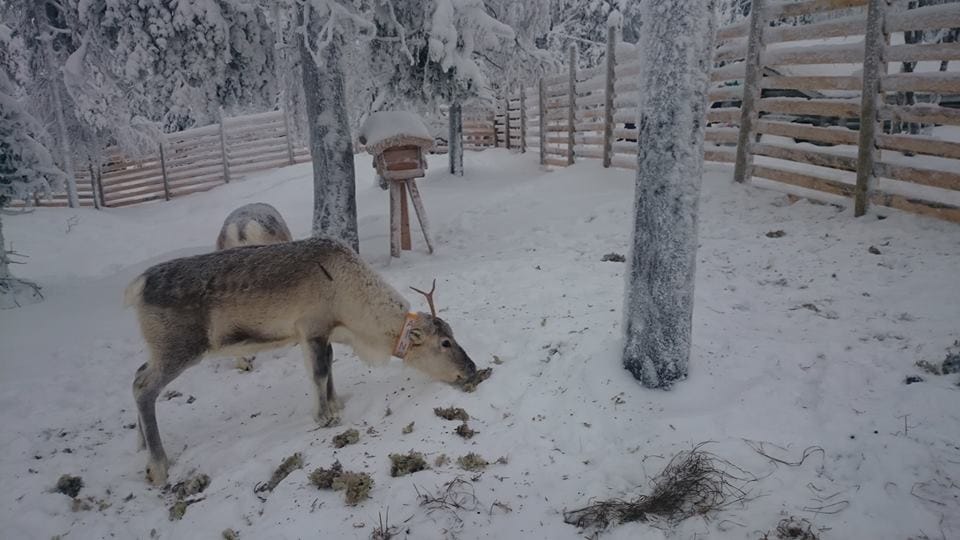 Porotarhassa asustaa tänäkin talvena Lastenmaan nimikkoporot Roosa ja Ruudolf sekä Roosan toistaiseksi nimetön vasa.
